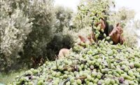 160 الف زائر لمهرجان الزيتون العام الحالي