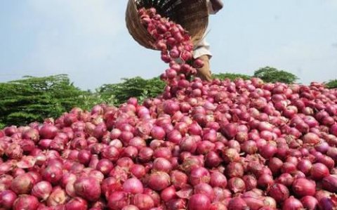 السماح باستيراد البصل