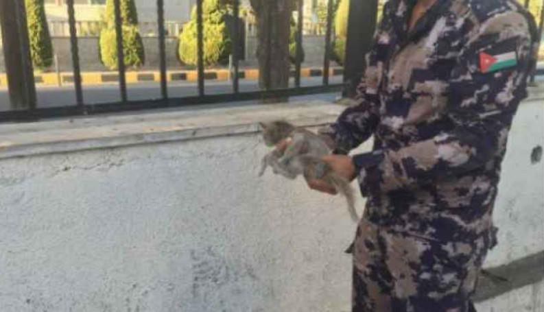 الدفاع المدني ينقذ قطة في منطقة الشميساني