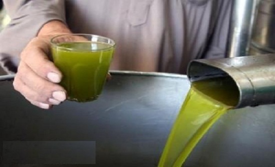 زيت زيتون فاسد في معصرة جنوب عمان