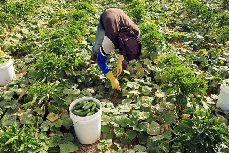 الأردن يوقف تصدير الزيتون للإحتلال و يستبدله بالخيار