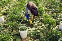 الأردن يوقف تصدير الزيتون للإحتلال و يستبدله بالخيار
