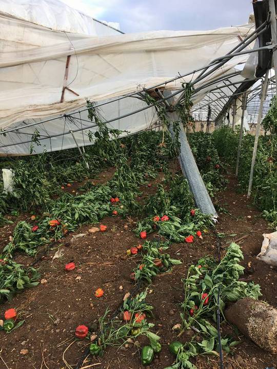 سرعة الرياح تدمر المزروعات في الاغوار