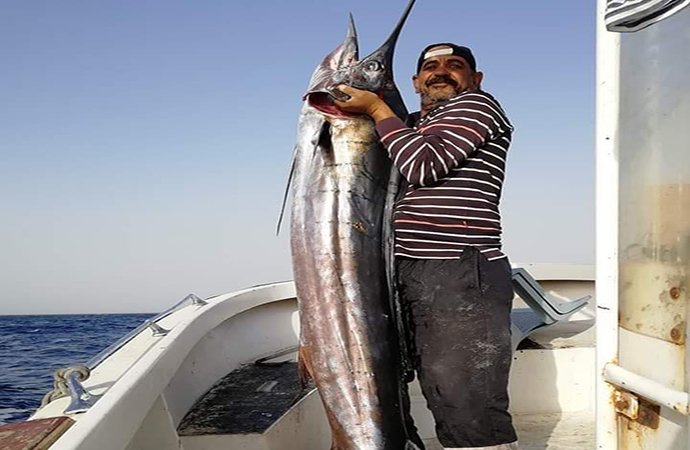 اصطياد سمكة الفرس الطافح بخليج العقبة