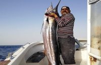 اصطياد سمكة الفرس الطافح بخليج العقبة