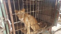 ضبط صقور وأسود وذئاب وقطع من العاج في المملكة