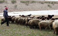 زراعة الرويشد تتحقق من الحيازات الوهمية للماشية في اللواء