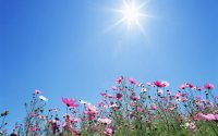 أجواء ربيعية دافئة اليوم وغدا
