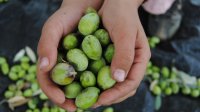 فتح معاصر الزيتون في 15 الشهر الجاري
