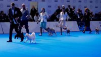 مسابقة لملك جمال الكلاب!