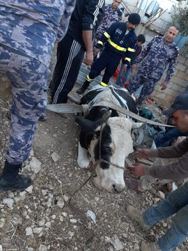الدفاع المدني ينقذ بقرة سقطت داخل حفرة في عجلون