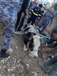 الدفاع المدني ينقذ بقرة سقطت داخل حفرة في عجلون