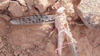 الجراد يصل الأردن