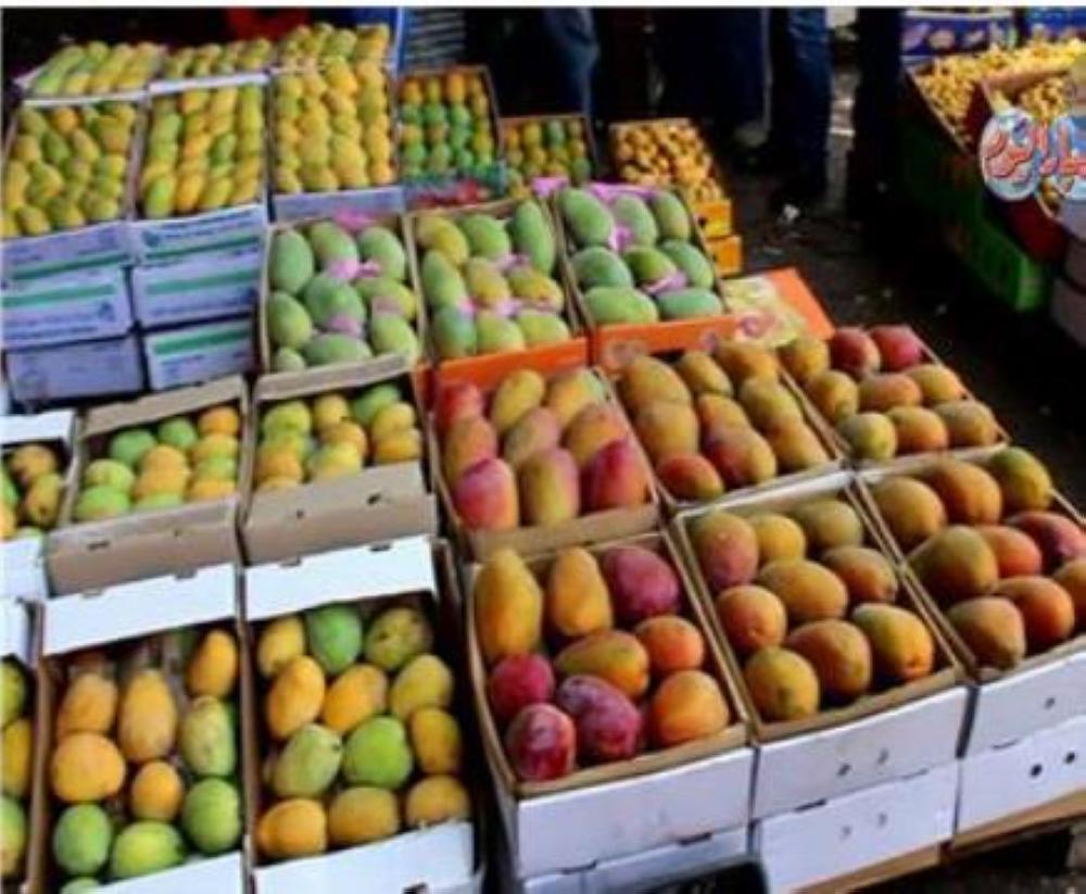زراعة العقبة بالمانجو ..مشروع ضخم قيد الدراسة