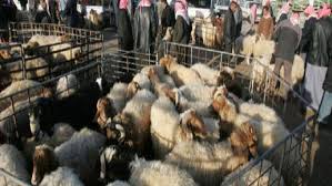 تعليمات جديدة لترخيص حظائر بيع الأضاحي برهن قرار حكومي