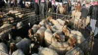تعليمات جديدة لترخيص حظائر بيع الأضاحي برهن قرار حكومي