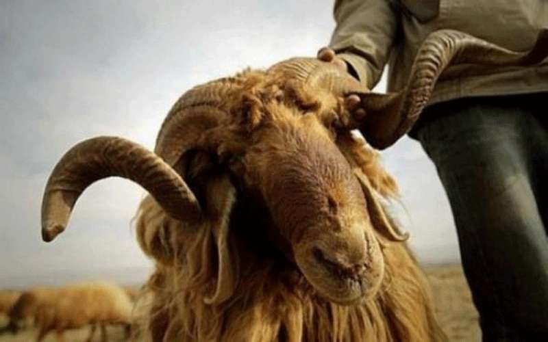 (180 - 200 ) دينار أسعار الأضاحي البلدية للعام الحالي