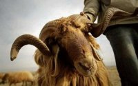 (180 - 200 ) دينار أسعار الأضاحي البلدية للعام الحالي