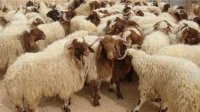 تحديد أماكن ذبح الأضاحي في لواء كفرنجة