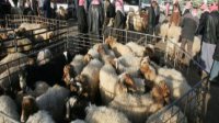 3 مراكز لبيع الأضاحي في لواء الوسطية