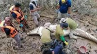 العثور على بقايا طفل ببطن تمساح
