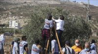 فلسطين.. “برقا” تقطف الزيتون تحت نيران المستوطنين