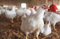 انخفاض أسعار الدجاج اللاحم بنسبة 6.9%