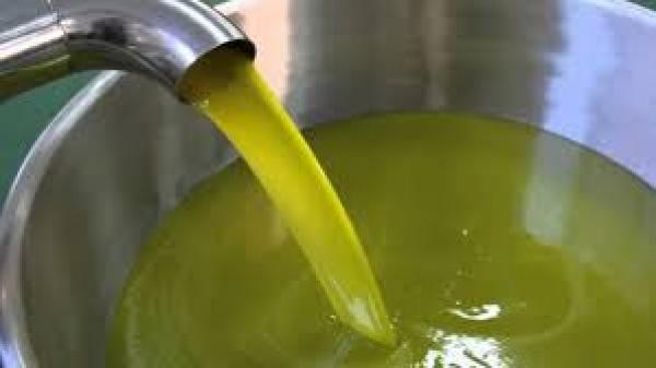 المعاصر: خسائر هائلة بسبب زيت الزيتون المهرب   