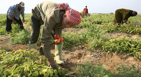 وزارة الزراعة: وفرة غير مسبوقة في الإنتاج