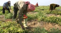 وزارة الزراعة: وفرة غير مسبوقة في الإنتاج