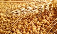 مدير الصوامع: اتباع التقنيات الحديثة لسلامة الحبوب والقمح
