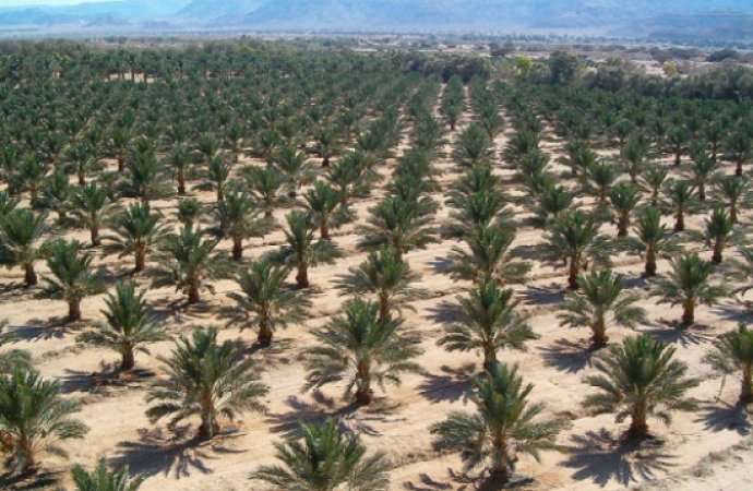 50 ألف شجرة نخيل بالأزرق تنتج نحو 1100طن من البلح سنوياً