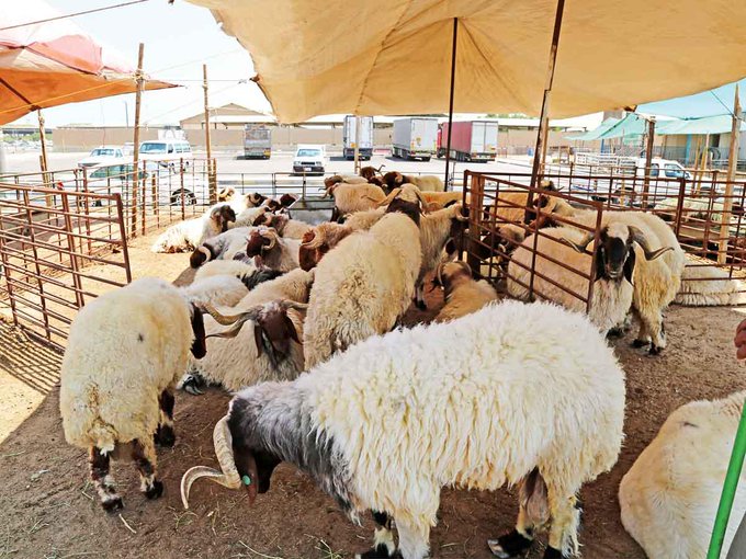 تصدير 30 الف رأس من أغنام المفرق للأسواق الخليجية