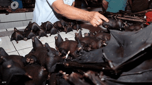 تحذيرات من جائحة أشبه بالموت الأسود