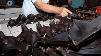 تحذيرات من جائحة أشبه بالموت الأسود