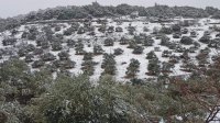 مشهد لا يتكرر للأردن وسورية ولبنان بصورة واحدة (صورة)