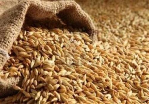 عطاء لشراء 120 ألف طن قمح للأردن