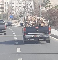 “الزراعة” تنفي متاجرة موظفين بالحطب