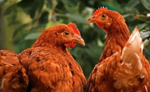الزراعة تفتح باب استيراد الدواجن
