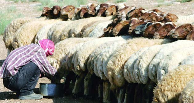 الأردن الرابع عالميا بقيمة صادرات الأغنام