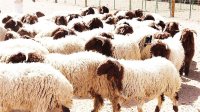 180 – 220 دينارا أسعار الأضاحي البلدية للعام الحالي