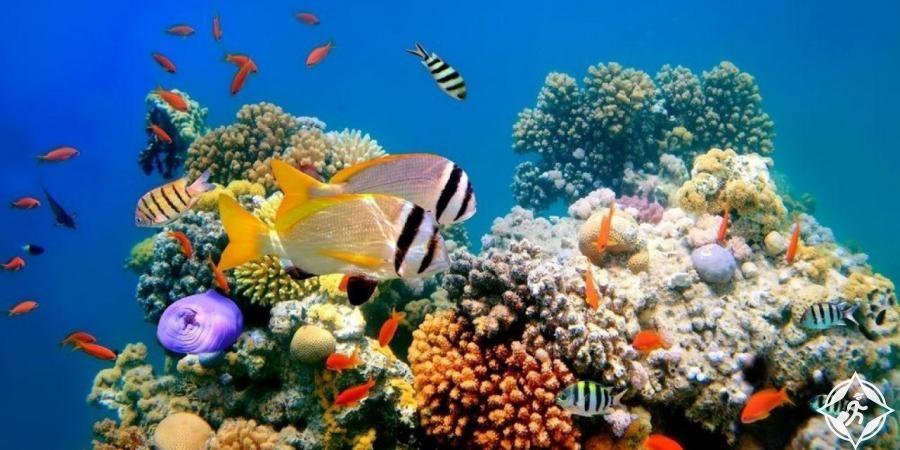 أكبر حديقة مرجانية بالعالم بمشروع البحر الأحمر