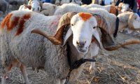 ترجيحات فلكية أردنية: 20 تموز عيد الأضحى