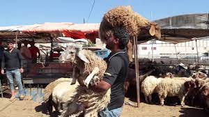 8 مواقع لذبح الاضاحي بالزرقاء