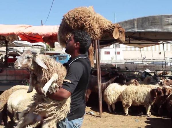 الصناعة والتجارة تحذر من المغالاة بأسعار الأضاحي: تحت طائلة المساءلة القانونية