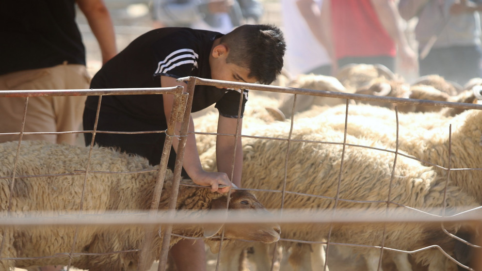 توفر 460 ألف أضحية محلية ومستوردة في السوق