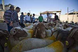 بلدية المفرق تحدد أماكن بيع وذبح الأضاحي