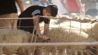 توفر 460 ألف أضحية محلية ومستوردة في السوق