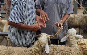 ما حكم شراء الأضحية بالدين؟