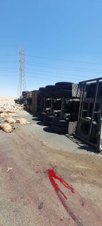 قبيل عيد الأضحى.. نفوق عدد كبير من الأغنام إثر انقلاب شاحنة في الزرقاء(صور)